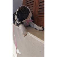 Δίνεται για υιοθεσία - χαρίζεται ημίαιμο κουτάβι Greek Sheepdog - Ελληνικός Ποιμενικός