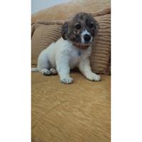 Δίνεται για υιοθεσία - χαρίζεται ημίαιμο κουτάβι Greek Kokoni - Κοκόνι