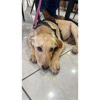 Δίνεται για υιοθεσία - χαρίζεται ημίαιμο κουτάβι