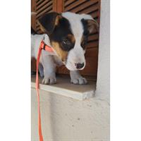 Δίνεται για υιοθεσία - χαρίζεται ημίαιμο κουτάβι Beagle - Μπηγκλ