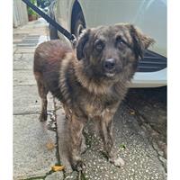 Δίνεται για υιοθεσία - χαρίζεται ημίαιμος σκυλάκος