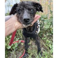 Δίνεται για υιοθεσία - χαρίζεται ημίαιμος σκυλάκος Griffon - Γκριφόν