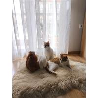 Δίνεται για υιοθεσία - χαρίζεται ημίαιμος γάτος