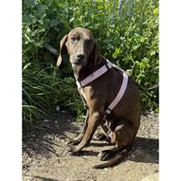 Δίνεται για υιοθεσία - χαρίζεται ημίαιμη σκυλίτσα