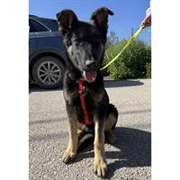 Δίνεται για υιοθεσία - χαρίζεται ημίαιμος σκυλάκος German Shepherd - Γερμανικός Ποιμενικός - Λυκόσκυλο