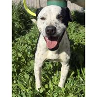 Δίνεται για υιοθεσία - χαρίζεται ημίαιμος σκυλάκος Pit Bull - Πίτ Μπουλ Τερριέ