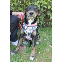 Δίνεται για υιοθεσία - χαρίζεται ημίαιμο κουτάβι