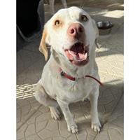 Δίνεται για υιοθεσία - χαρίζεται ημίαιμη σκυλίτσα