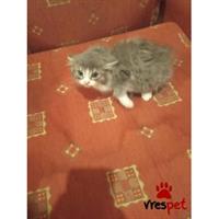 Δίνεται για υιοθεσία - χαρίζεται ημίαιμο γατάκι