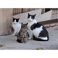 Δίνεται για υιοθεσία - χαρίζεται ημίαιμο γατάκι Aegean Cat - Γάτα Αιγαίου