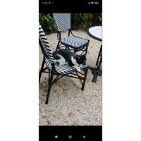 Δίνεται για υιοθεσία - χαρίζεται ημίαιμος γάτος