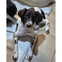 Δίνεται για υιοθεσία - χαρίζεται ημίαιμος σκυλάκος