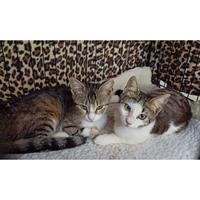 Δίνεται για υιοθεσία - χαρίζεται ημίαιμη γάτα