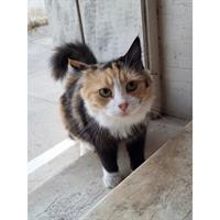 Δίνεται για υιοθεσία - χαρίζεται ημίαιμη γάτα Aegean Cat - Γάτα Αιγαίου