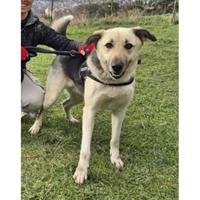 Δίνεται για υιοθεσία - χαρίζεται ημίαιμος σκυλάκος