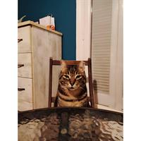 Δίνεται για υιοθεσία - χαρίζεται ημίαιμος γάτος