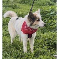 Δίνεται για υιοθεσία - χαρίζεται ημίαιμη σκυλίτσα