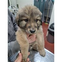 Δίνεται για υιοθεσία - χαρίζεται ημίαιμο κουτάβι