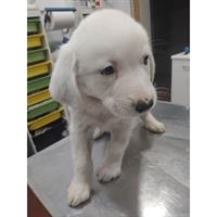 Δίνεται για υιοθεσία - χαρίζεται ημίαιμο κουτάβι