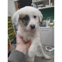 Δίνεται για υιοθεσία - χαρίζεται ημίαιμο κουτάβι