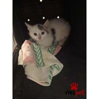 Δίνεται για υιοθεσία - χαρίζεται ημίαιμο γατάκι