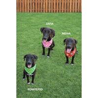 Δίνεται για υιοθεσία - χαρίζεται ημίαιμη σκυλίτσα