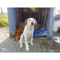 Δίνεται για υιοθεσία - χαρίζεται ημίαιμο κουτάβι