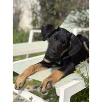 Δίνεται για υιοθεσία - χαρίζεται ημίαιμο κουτάβι