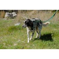 Δίνεται για υιοθεσία - χαρίζεται ημίαιμη σκυλίτσα