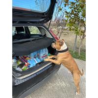 Δίνεται για υιοθεσία - χαρίζεται σκυλάκος American Staffordshire Terrier - Τεριέ