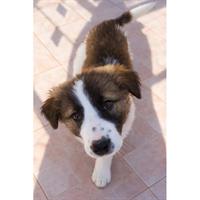 Δίνεται για υιοθεσία - χαρίζεται ημίαιμο κουτάβι