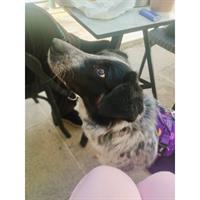 Δίνεται για υιοθεσία - χαρίζεται ημίαιμη σκυλίτσα