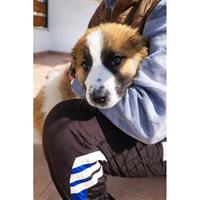 Δίνεται για υιοθεσία - χαρίζεται ημίαιμο κουτάβι