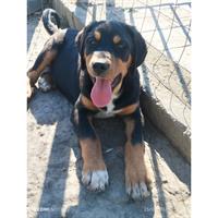 Δίνεται για υιοθεσία - χαρίζεται ημίαιμο κουτάβι