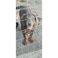 Δίνεται για υιοθεσία - χαρίζεται ημίαιμο κουτάβι