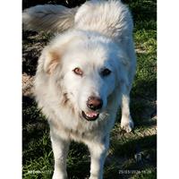 Δίνεται για υιοθεσία - χαρίζεται ημίαιμος σκυλάκος Greek White Sheepdog - Λευκό Ελληνικό Τσοπανόσκυλο