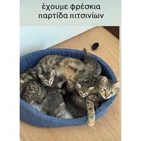 Δίνεται για υιοθεσία - χαρίζεται ημίαιμο γατάκι