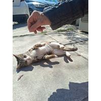 Δίνεται για υιοθεσία - χαρίζεται ημίαιμο γατάκι