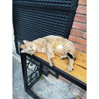 Δίνεται για υιοθεσία - χαρίζεται ημίαιμη γάτα