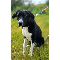 Δίνεται για υιοθεσία - χαρίζεται ημίαιμος σκυλάκος