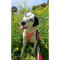 Δίνεται για υιοθεσία - χαρίζεται ημίαιμη σκυλίτσα