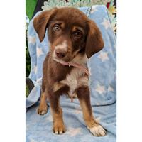 Δίνεται για υιοθεσία - χαρίζεται ημίαιμο κουτάβι