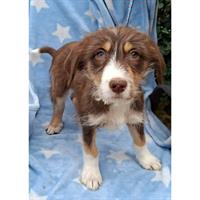 Δίνεται για υιοθεσία - χαρίζεται ημίαιμο κουτάβι Griffon - Γκριφόν