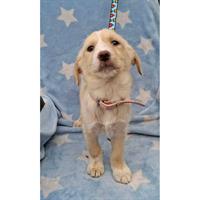 Δίνεται για υιοθεσία - χαρίζεται ημίαιμο κουτάβι Griffon - Γκριφόν