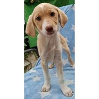 Δίνεται για υιοθεσία - χαρίζεται ημίαιμο κουτάβι