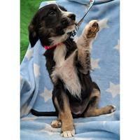 Δίνεται για υιοθεσία - χαρίζεται ημίαιμο κουτάβι