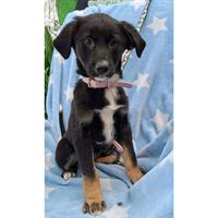 Δίνεται για υιοθεσία - χαρίζεται ημίαιμο κουτάβι