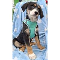 Δίνεται για υιοθεσία - χαρίζεται ημίαιμο κουτάβι Griffon - Γκριφόν