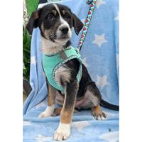 Δίνεται για υιοθεσία - χαρίζεται ημίαιμο κουτάβι