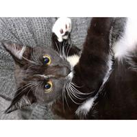 Δίνεται για υιοθεσία - χαρίζεται ημίαιμο γατάκι